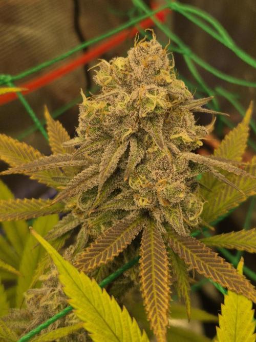 Frozen Marker. Week 17