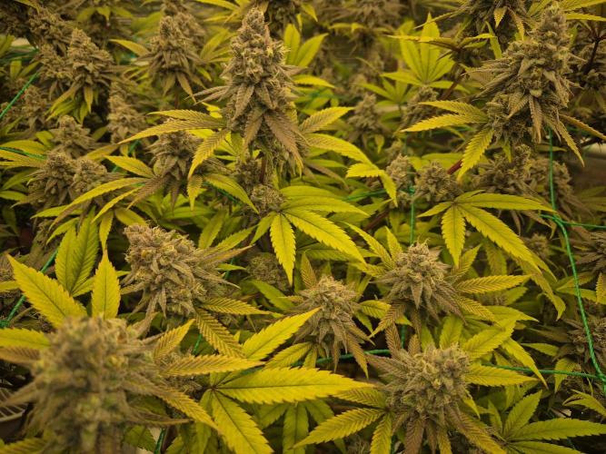 Frozen Marker. Week 17