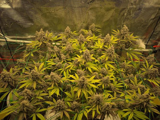 Frozen Marker. Week 17