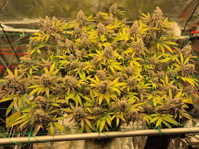 Frozen Marker. Week 18