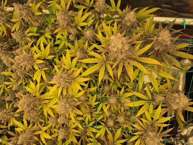 Frozen Marker. Week 18