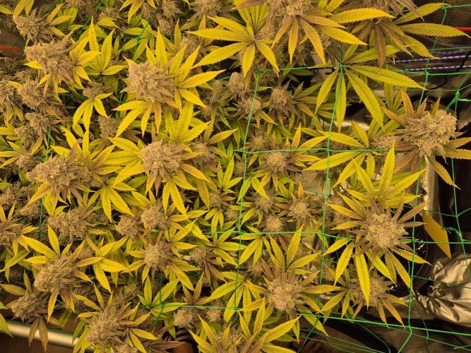 Frozen Marker. Week 18