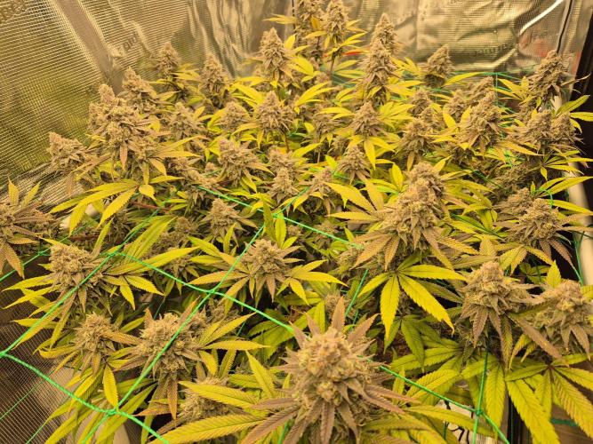 Frozen Marker. Week 18