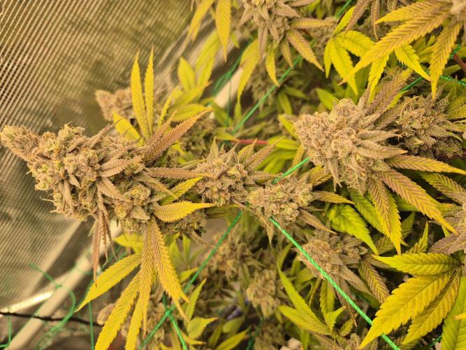 Frozen Marker. Week 18