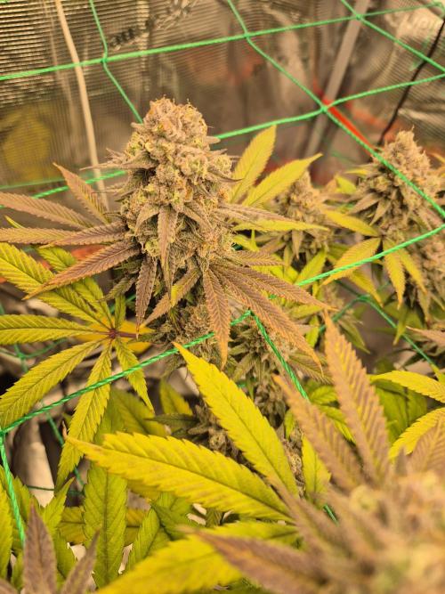 Frozen Marker. Week 18