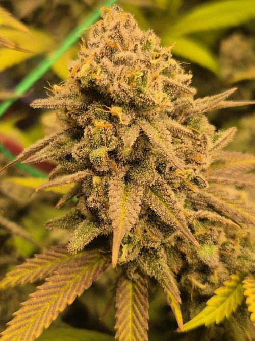 Frozen Marker. Week 18