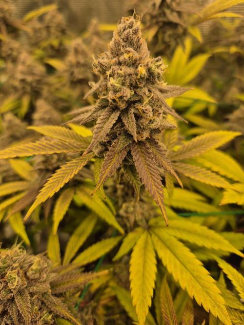 Frozen Marker. Week 18