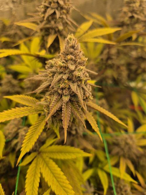 Frozen Marker. Week 18