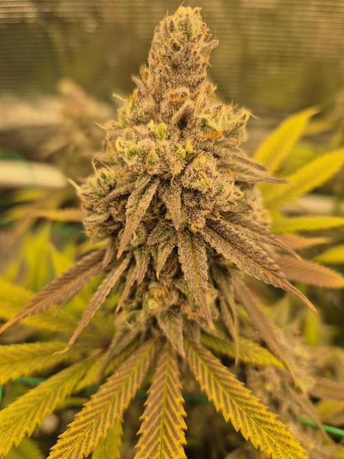 Frozen Marker. Week 18