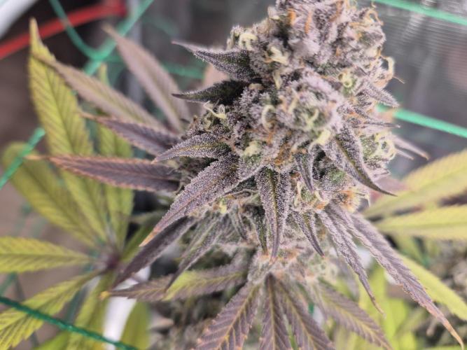 Frozen Marker. Week 18