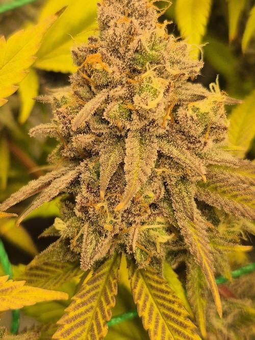 Frozen Marker. Week 18