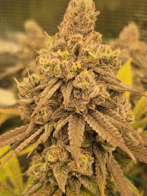 Frozen Marker. Week 18