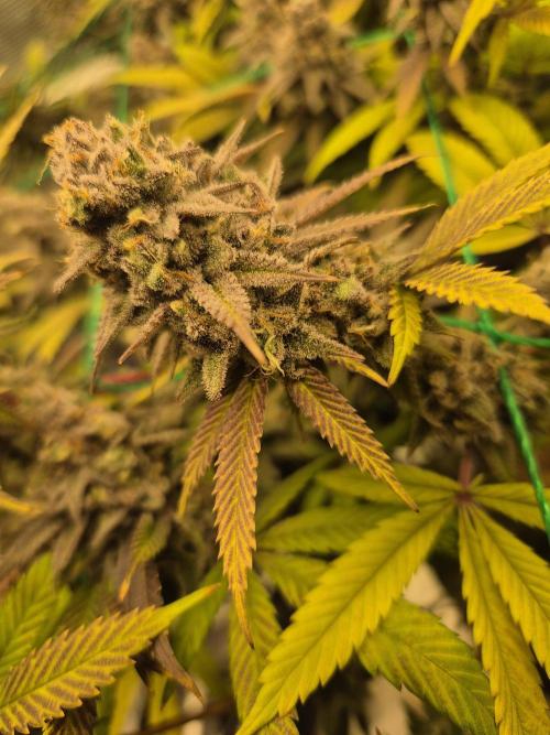 Frozen Marker. Week 18