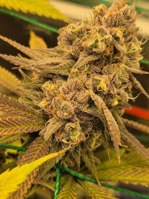 Frozen Marker. Week 18