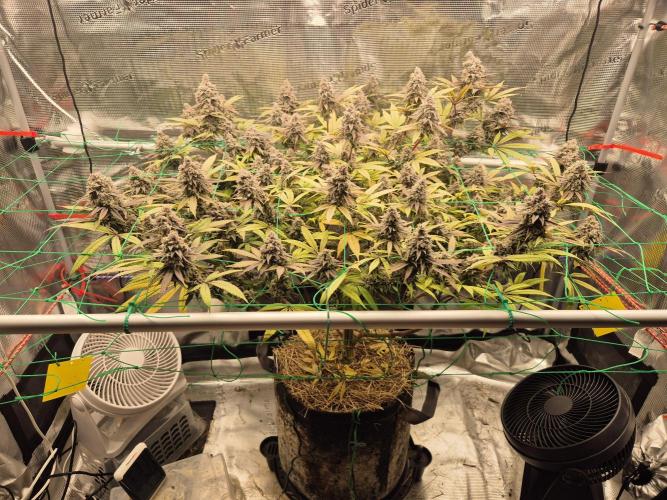 Frozen Marker. Week 18