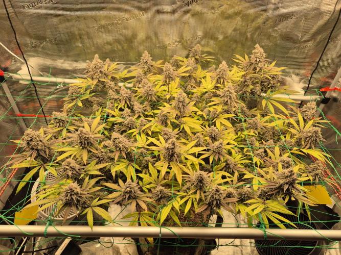 Frozen Marker. Week 18