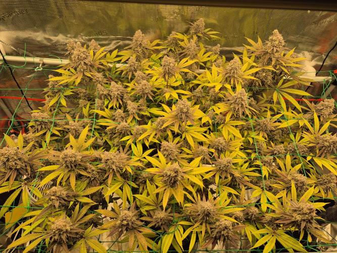 Frozen Marker. Week 18