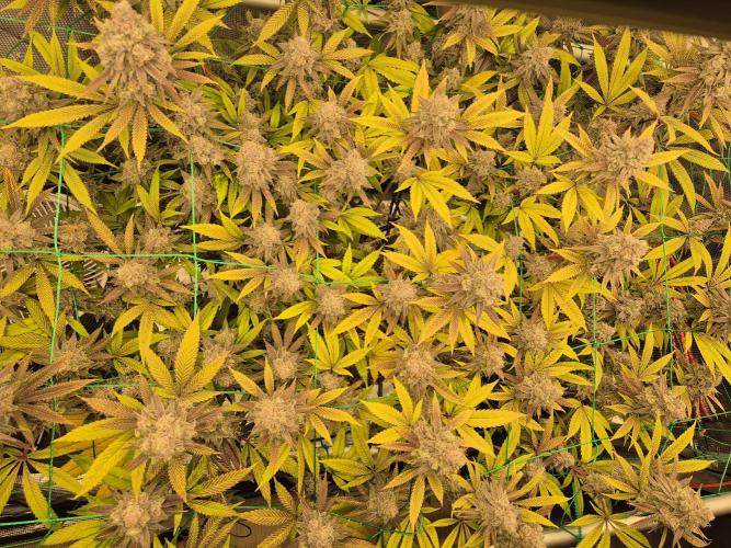 Frozen Marker. Week 18