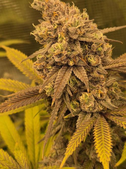 Frozen Marker. Week 18