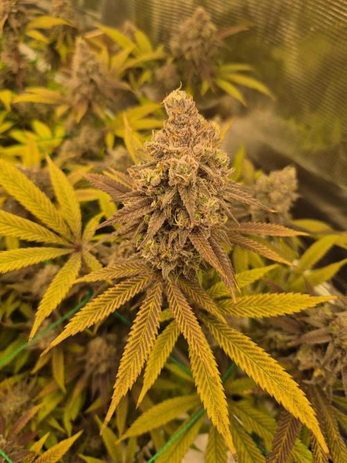 Frozen Marker. Week 18