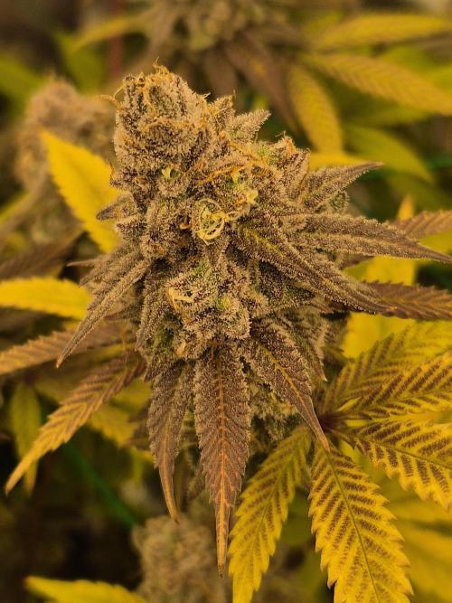 Frozen Marker. Week 18