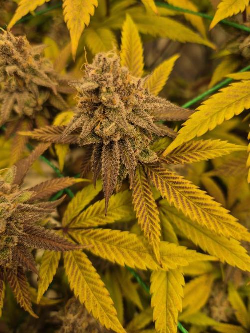 Frozen Marker. Week 18