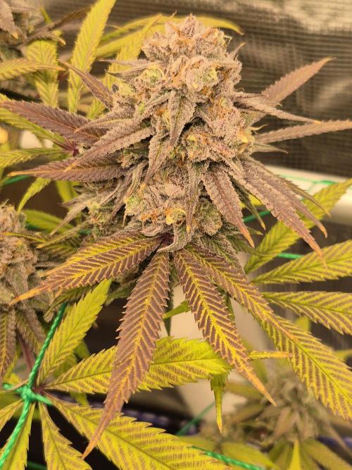 Frozen Marker. Week 18