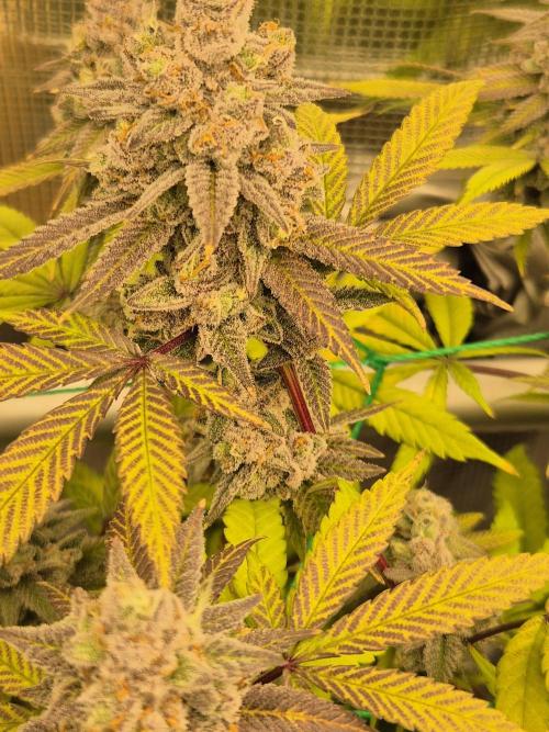 Frozen Marker. Week 18