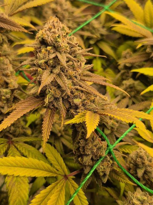 Frozen Marker. Week 18