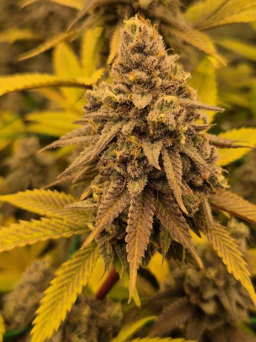 Frozen Marker. Week 18