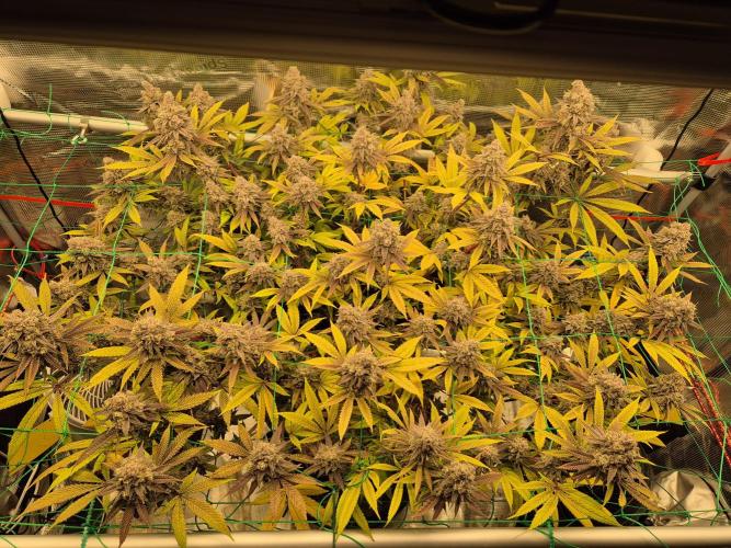 Frozen Marker. Week 18