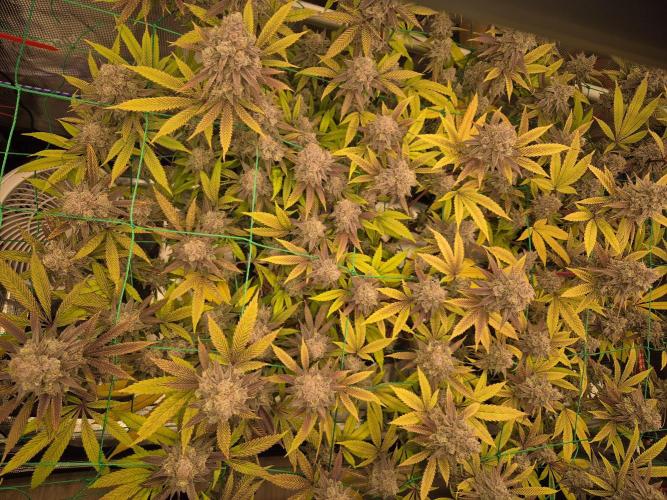 Frozen Marker. Week 18