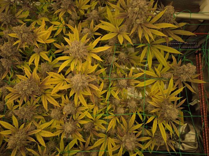 Frozen Marker. Week 18