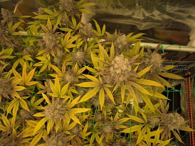 Frozen Marker. Week 18