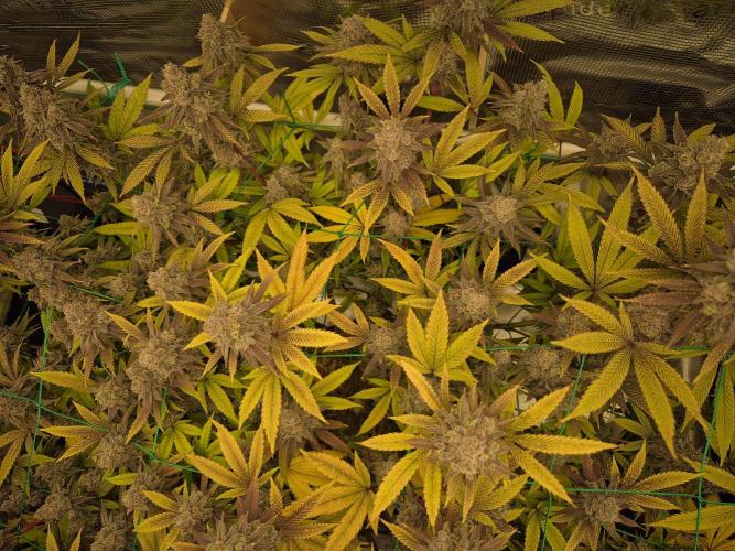 Frozen Marker. Week 18