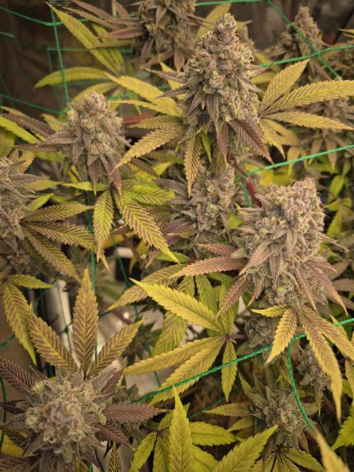 Frozen Marker. Week 18