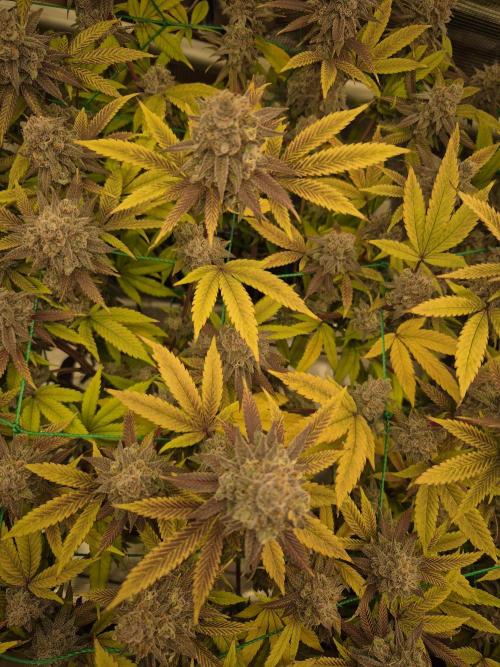 Frozen Marker. Week 18