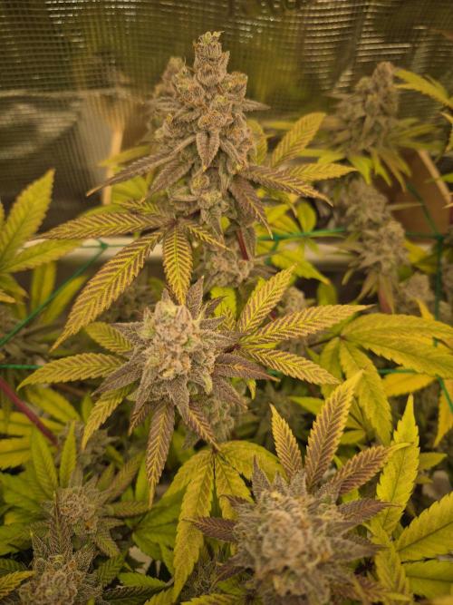 Frozen Marker. Week 18