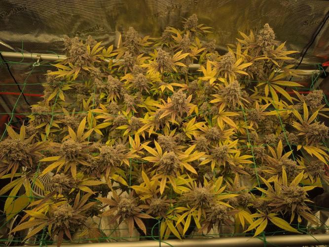 Frozen Marker. Week 19