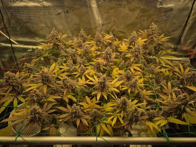 Frozen Marker. Week 19