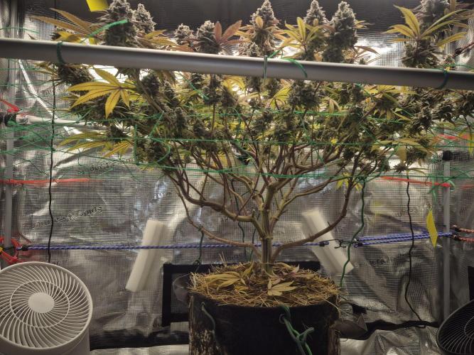 Frozen Marker. Week 19