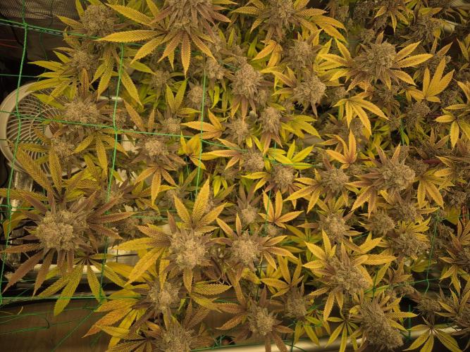 Frozen Marker. Week 19