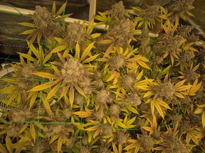 Frozen Marker. Week 19