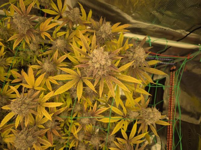 Frozen Marker. Week 19