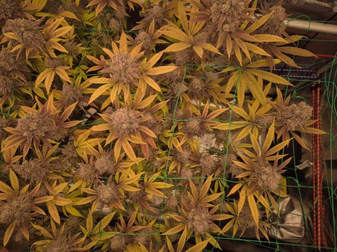 Frozen Marker. Week 19