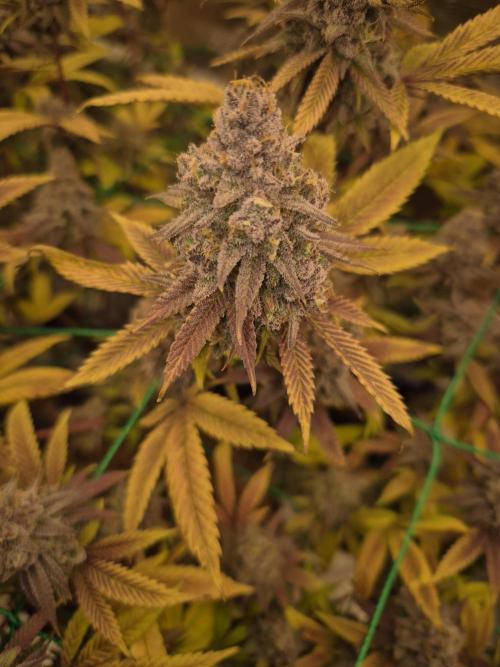 Frozen Marker. Week 19