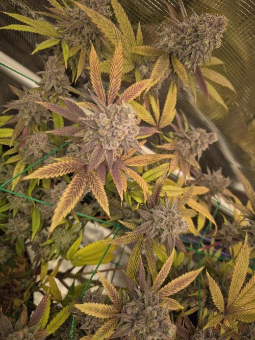 Frozen Marker. Week 19