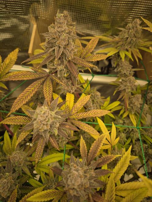 Frozen Marker. Week 19