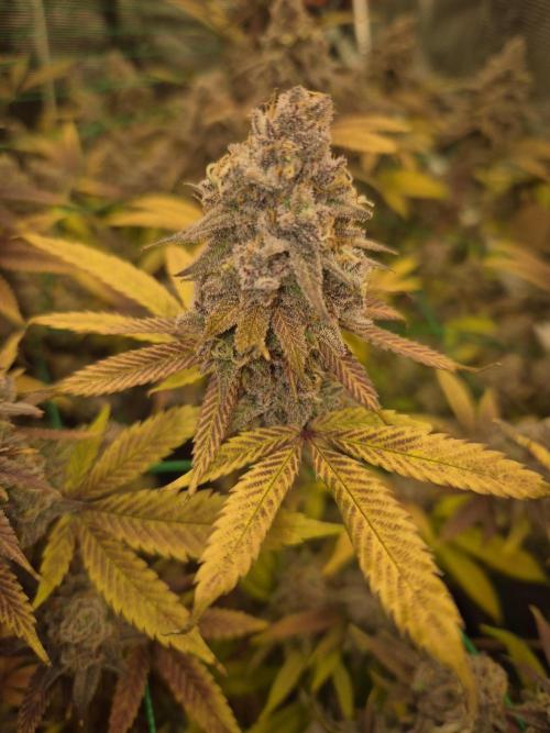 Frozen Marker. Week 19