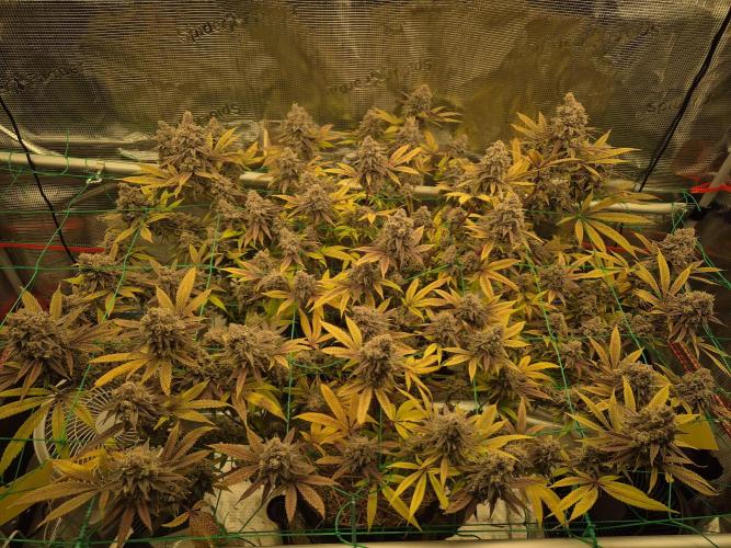 Frozen Marker. Week 19